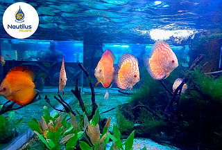 Entrada al Acuario, Válido de Lunes a Domingo + Feriados