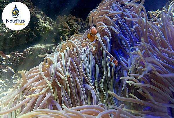 Entrada al Acuario, Válido de Lunes a Domingo + Feriados