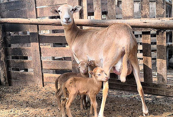 Conoce y Alimenta a los Animalitos en la Granja El Arrierito