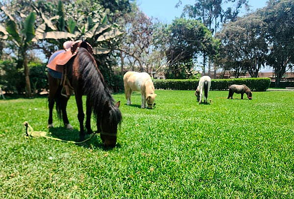 Conoce y Alimenta a los Animalitos en la Granja El Arrierito