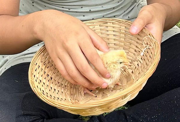 Granja Familiar: Alimenta Animales con Alfalfa Ilimitada
