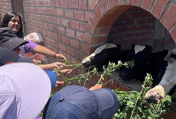 Granja Familiar: Alimenta Animales con Alfalfa Ilimitada