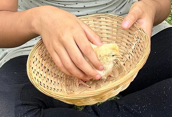 Granja Familiar: Alimenta Animales con Alfalfa Ilimitada