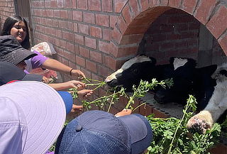 Granja Familiar: Alimenta Animales con Alfalfa Ilimitada