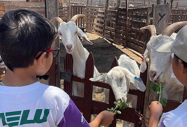 Granja Familiar: Alimenta Animales con Alfalfa Ilimitada