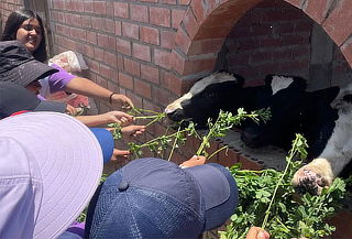 Granja Familiar: Alimenta Animales con Alfalfa Ilimitada
