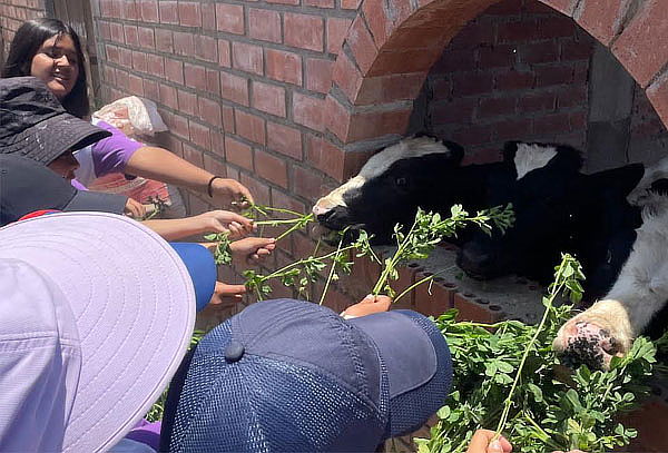 Granja Familiar: Alimenta Animales con Alfalfa Ilimitada