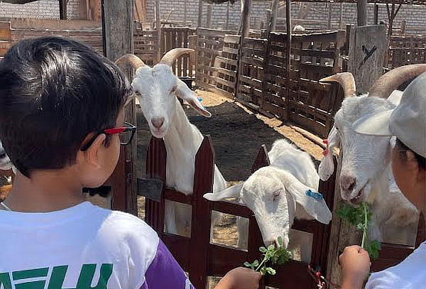 Granja Familiar: Alimenta Animales con Alfalfa Ilimitada