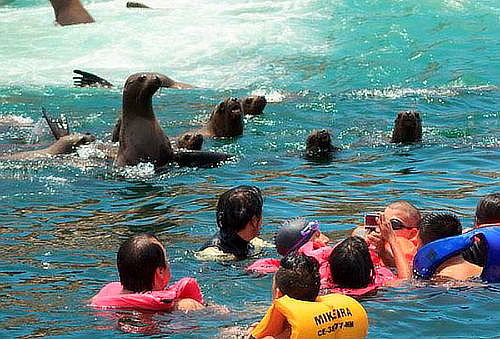 ¡Tour Marino Mikeira Buceo Profesional! Nado con Lobos y Más