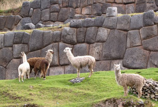 Cusco y Valle Sagrado  : Boleto aéreo y Alojamiento