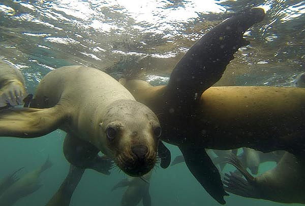 Show Pirata y Nado con Lobos